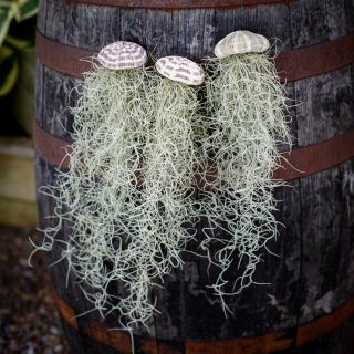 Tillandsia i sjöborreskal - Olika sorter