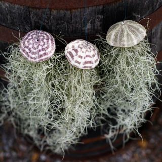 Tillandsia i sjöborreskal - Olika sorter