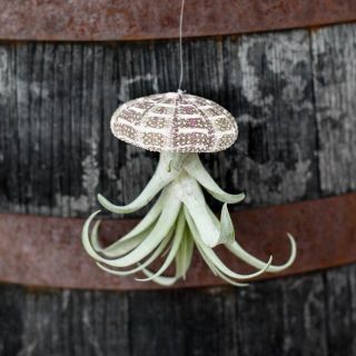 Tillandsia i sjöborreskal - Olika sorter