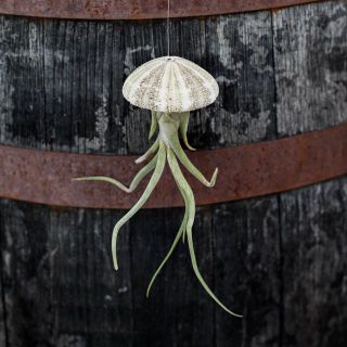 Tillandsia i sjöborreskal - Olika sorter