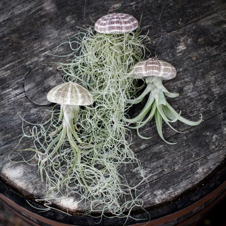 Tillandsia i sjöborreskal - Olika sorter