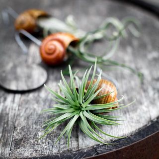 Tillandsia i snäcka - Olika sorter