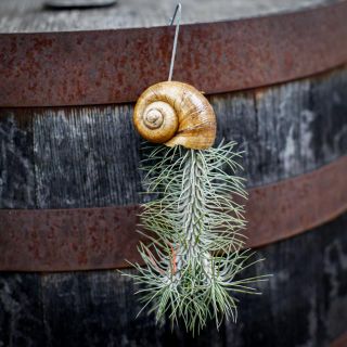 Tillandsia i snäcka - Olika sorter