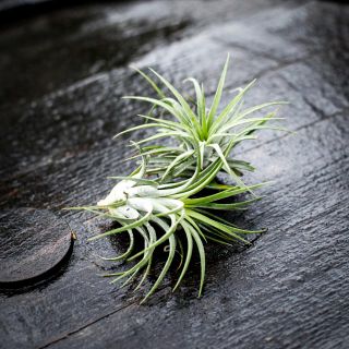 Tillandsia ionantha 'Green'