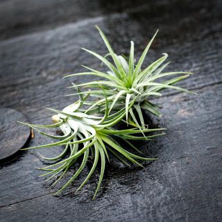 Tillandsia ionantha 'Green'