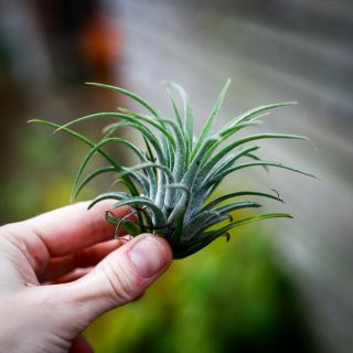 Tillandsia ionantha 'Green'