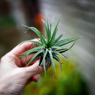 Tillandsia ionantha 'Green'