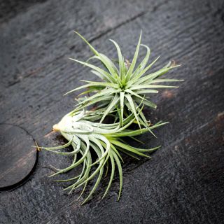 Tillandsia ionantha 'Green'