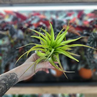 Tillandsia multiflora red Large