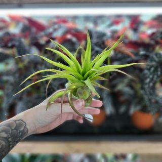 Tillandsia multiflora red Large