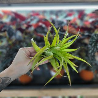 Tillandsia multiflora red Large