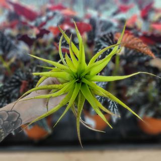 Tillandsia multiflora red Large