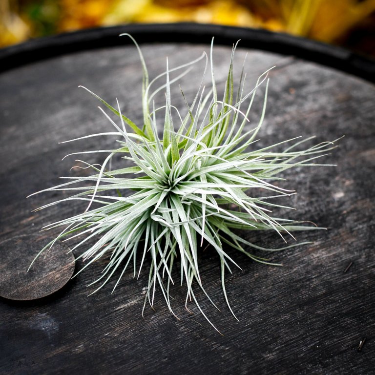 Tillandsia silver L