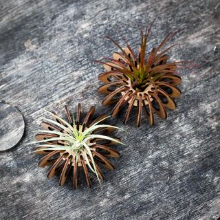 Tillandsiahållare pumpa 1-pack