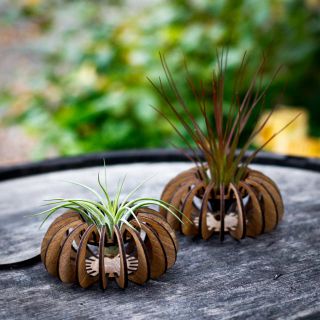 Tillandsiahållare pumpa 1-pack