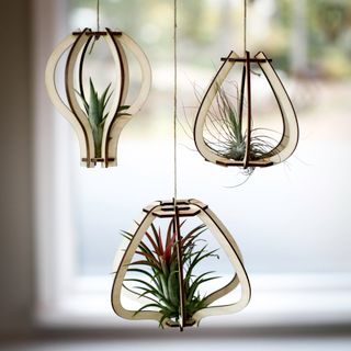 Tillandsiahållare rund 3-pack