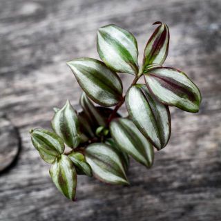 Tradescantia 'Pink Joy' 6 cm