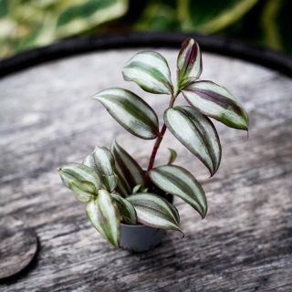 Tradescantia 'Pink Joy' 6 cm