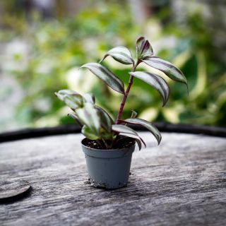 Tradescantia 'Pink Joy' 6 cm
