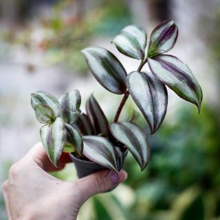 Tradescantia 'Pink Joy' 6 cm