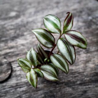 Tradescantia 'Pink Joy' 6 cm