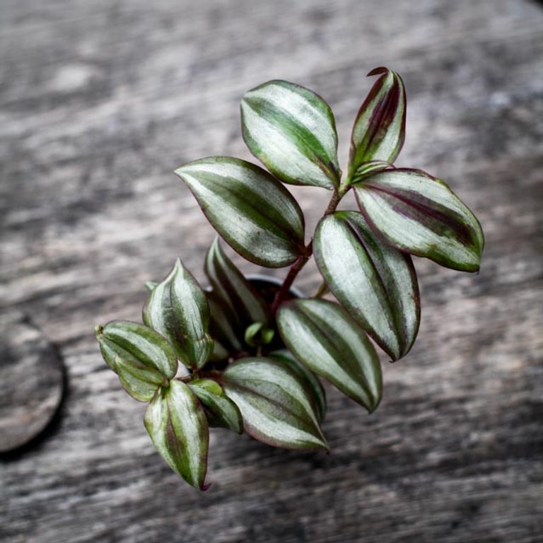 Tradescantia 'Pink Joy' 6 cm