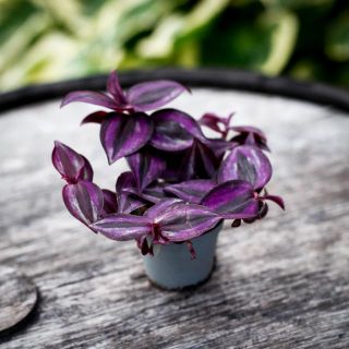 Tradescantia 'Purple Joy' 6 cm