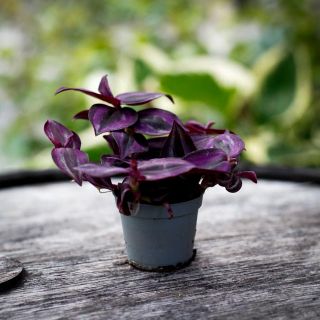 Tradescantia 'Purple Joy' 6 cm
