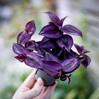 Tradescantia 'Purple Joy' 6 cm