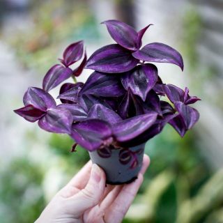 Tradescantia 'Purple Joy' 6 cm