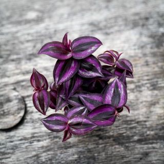 Tradescantia 'Purple Joy' 6 cm