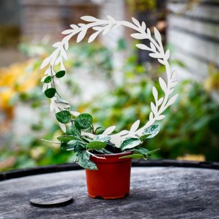 Växtstöd cirkel i trä Ø20 cm