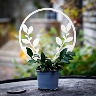 Växtstöd cirkel i trä Ø20 cm