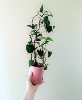 Växtstöd Hjärta 45cm i trä