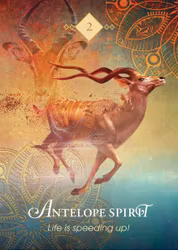 The spirit animal Pocket oracle (Engelsk)