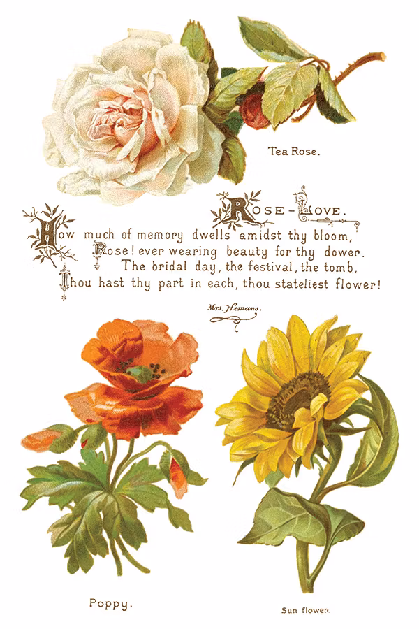 IOD Transfer Lover of Flowers