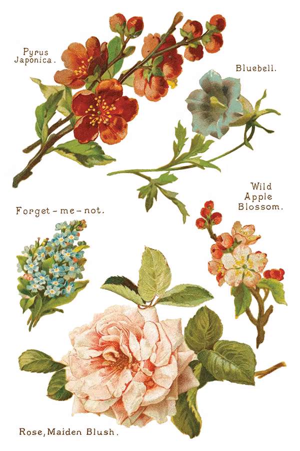 IOD Transfer Lover of Flowers