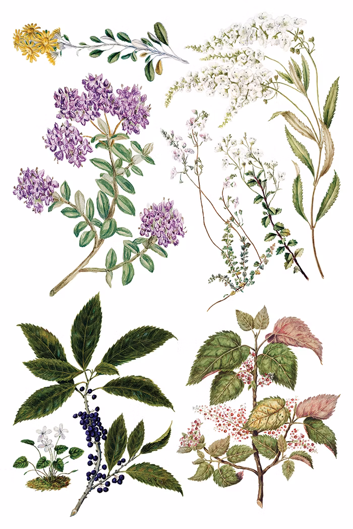 IOD Transfer Sarah Featon's Botanicals