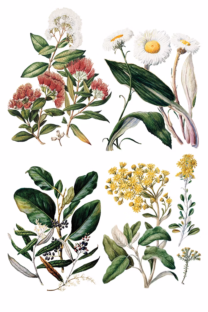 IOD Transfer Sarah Featon's Botanicals