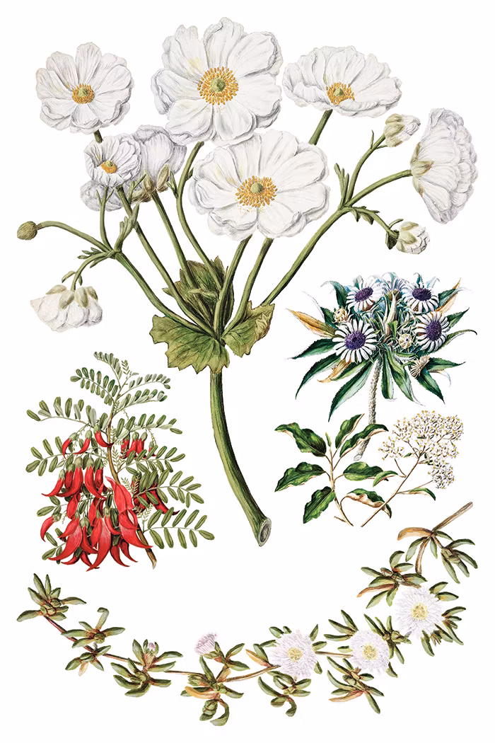 IOD Transfer Sarah Featon's Botanicals