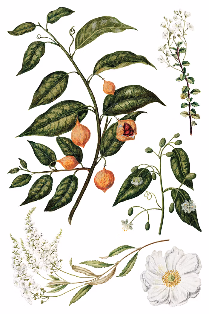 IOD Transfer Sarah Featon's Botanicals