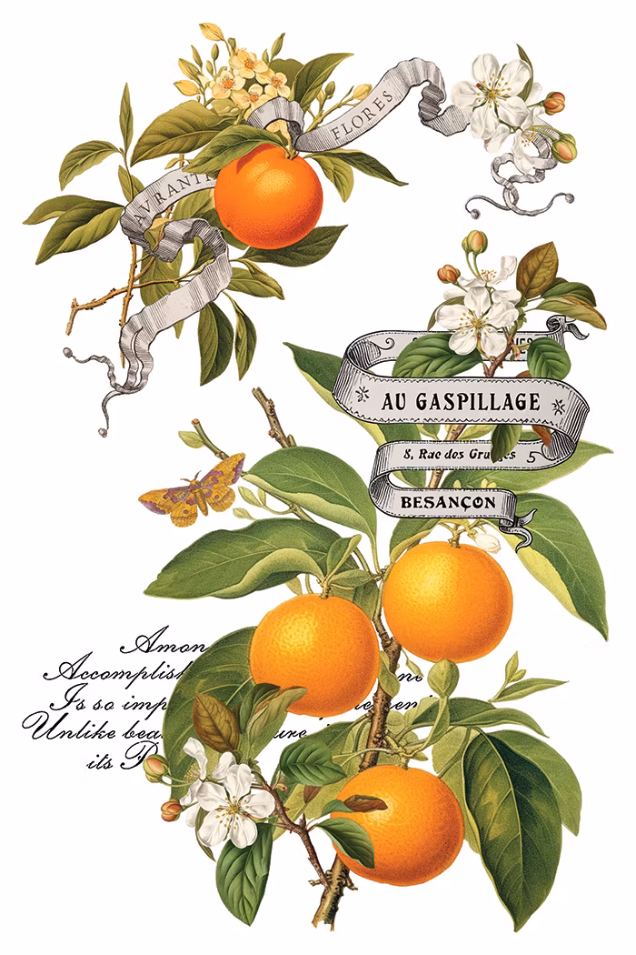IOD Transfer Clementine