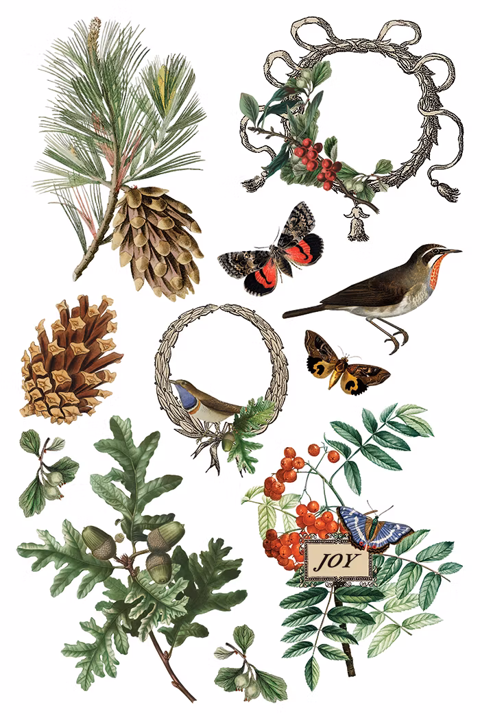 IOD Transfer Winter Botanist - Kommer snart