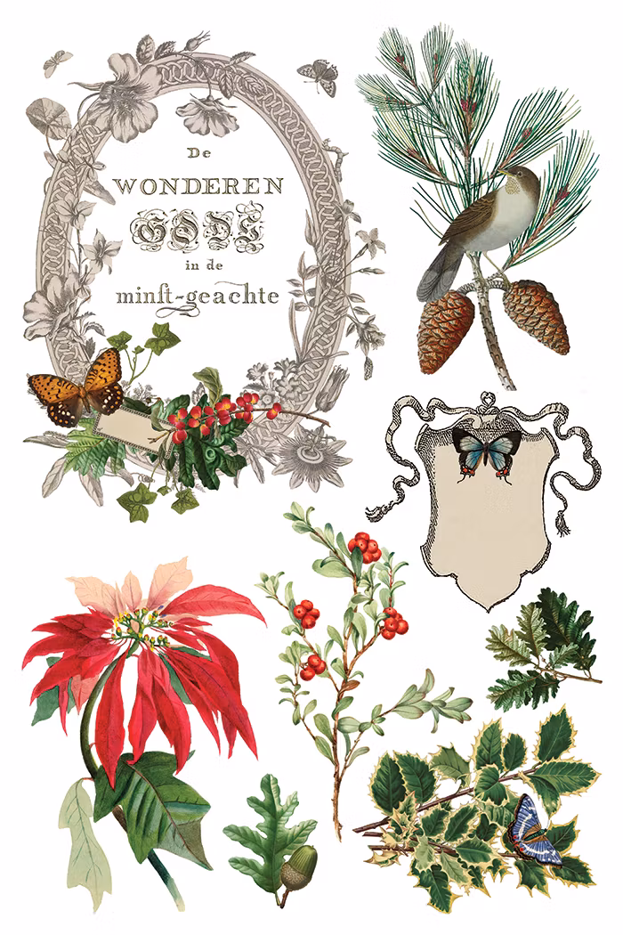 IOD Transfer Winter Botanist - Kommer snart