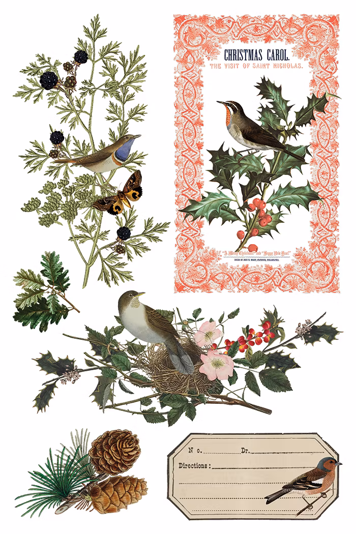 IOD Transfer Winter Botanist - Kommer snart