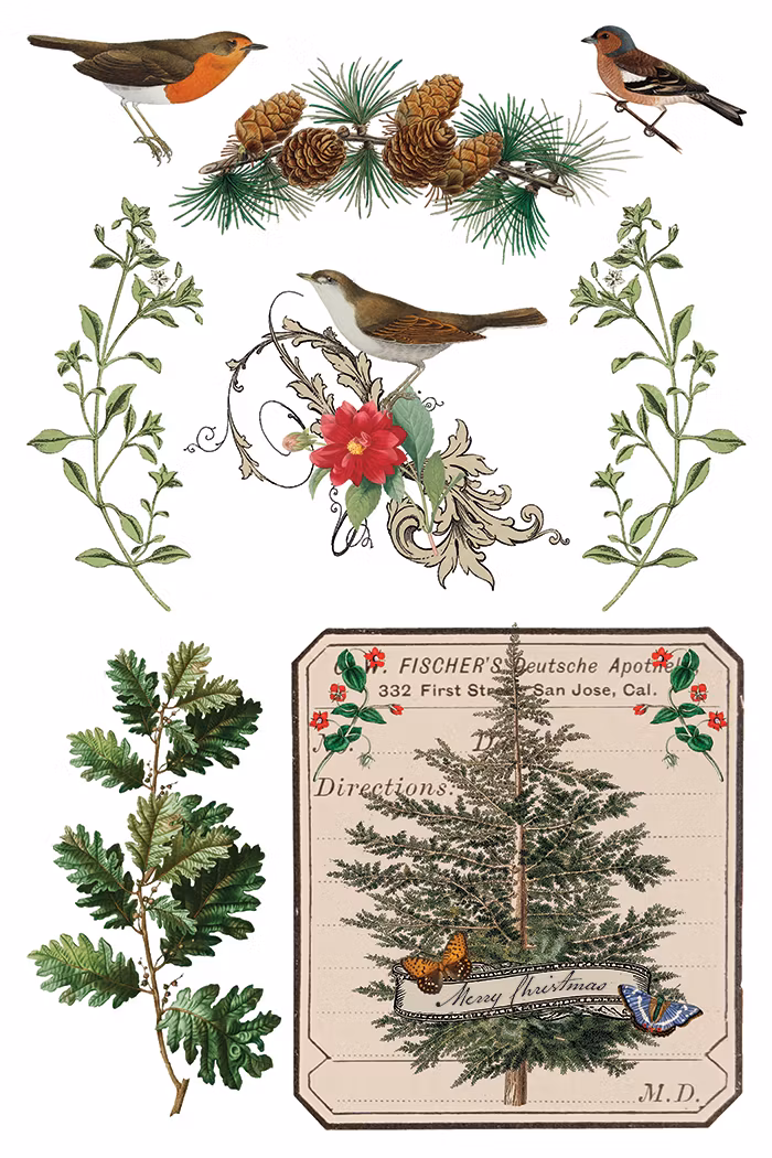 IOD Transfer Winter Botanist - Kommer snart