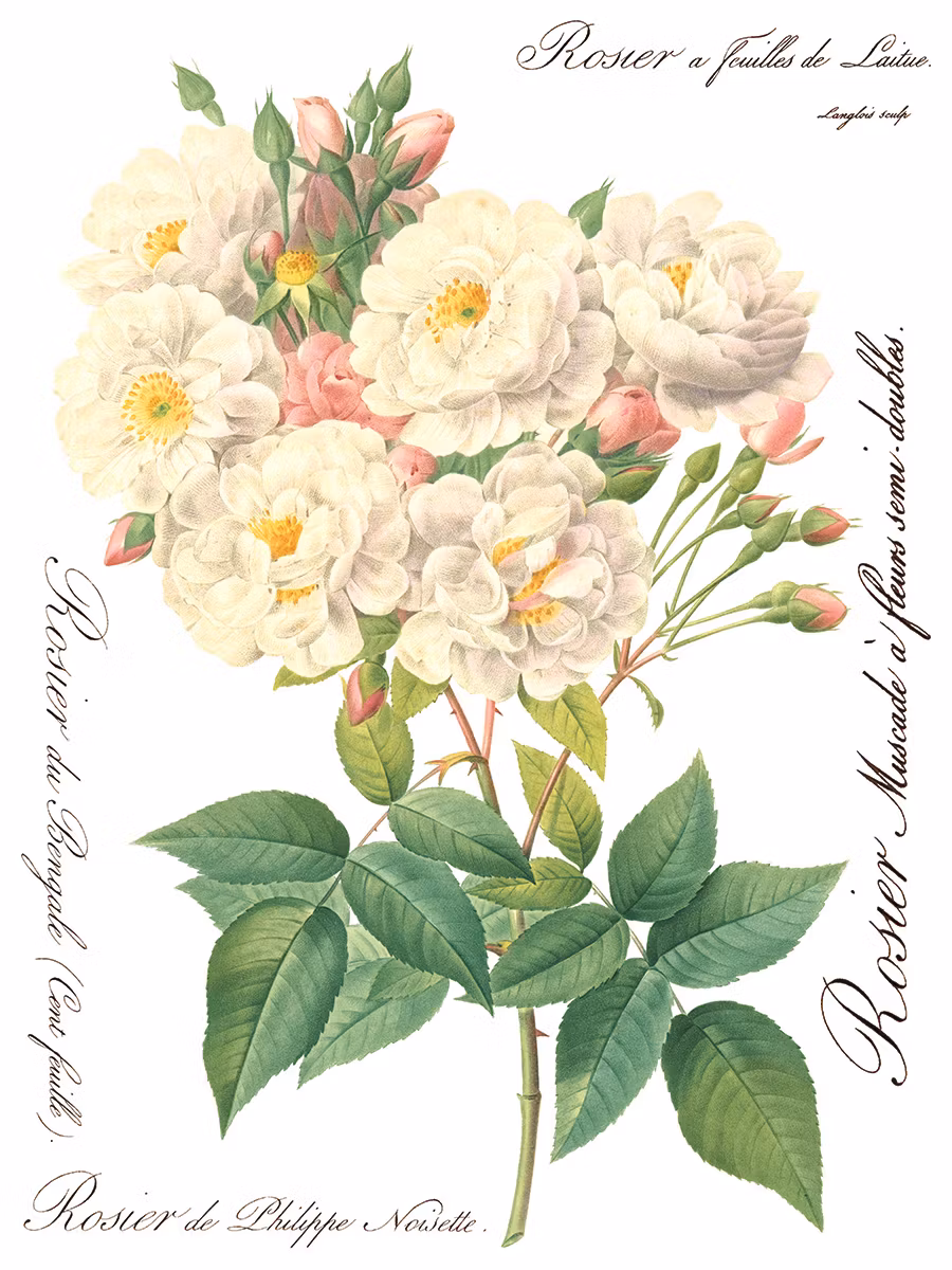 IOD Transfer Rose Botanical