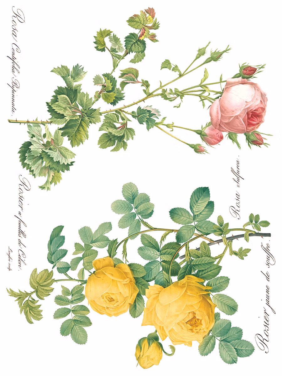 IOD Transfer Rose Botanical