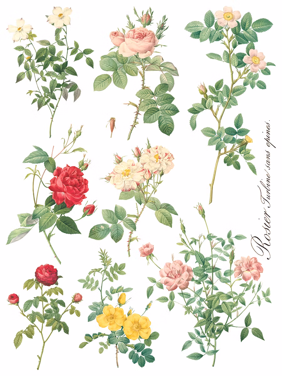 IOD Transfer Rose Botanical