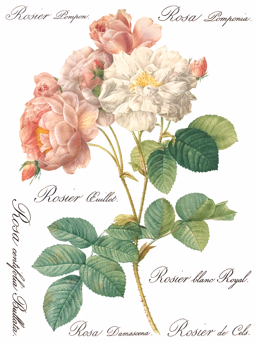 IOD Transfer Rose Botanical